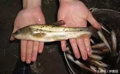 青海湟鱼科普介绍,湟鱼科普小知识