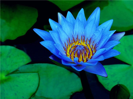 牡丹睡莲品种大全,蓝睡莲不开花