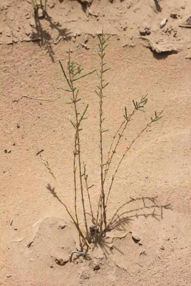 偷能量的树苗,偷能量种树