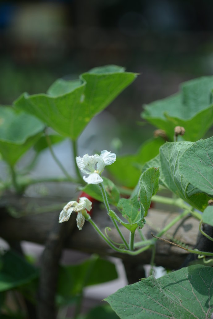 植物美图笔记~各种瓜（葫芦科植物）