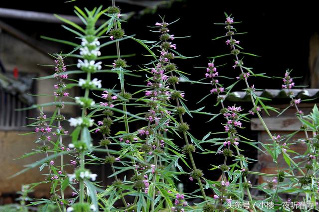 42种长在农村的神奇中草药,你想不到的神奇中草药