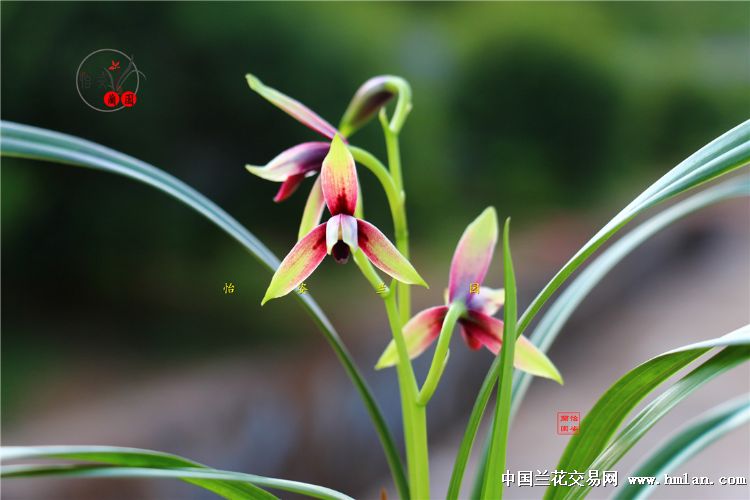 峨眉晨光四季兰品种,四季兰红舌精品欣赏