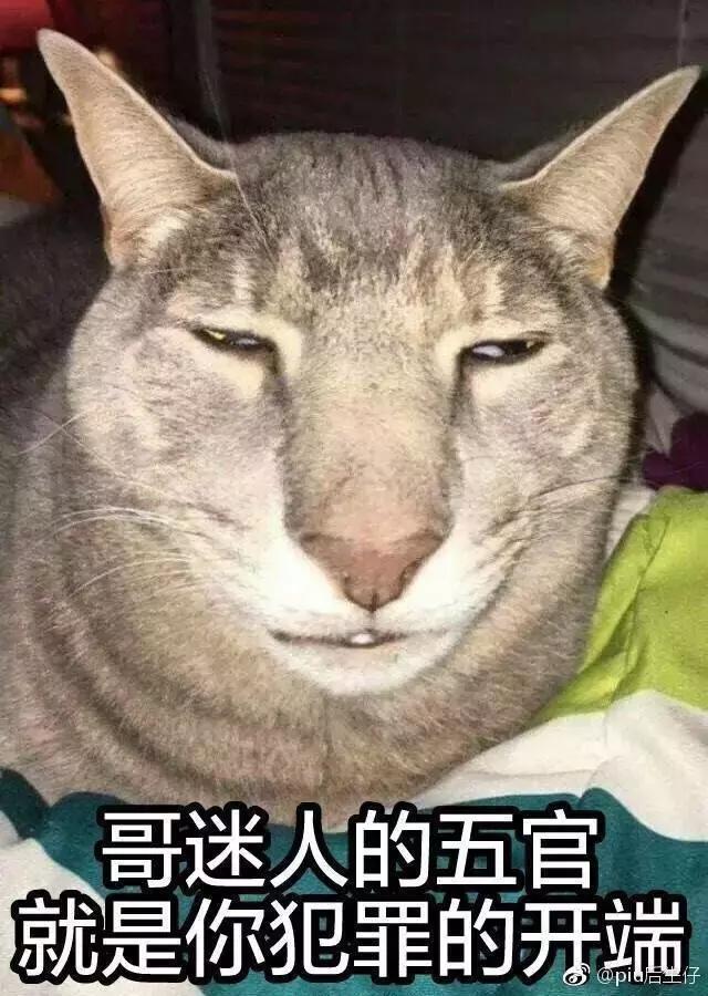 给流浪猫割双眼皮,成都流浪猫手术