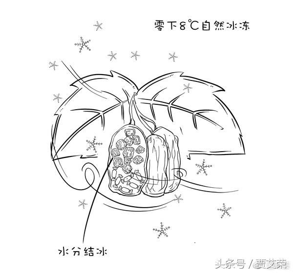 冰酒阿根廷极甜型,冰酒葡萄酒纯甜