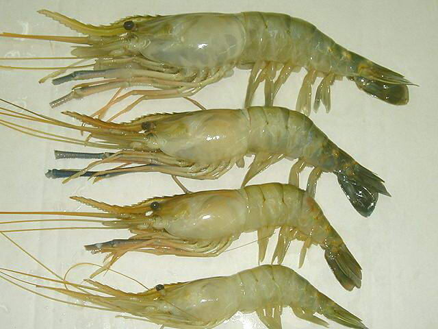 如何判断假货最简单的方法 (怎样鉴别买到的东西是不是假货)