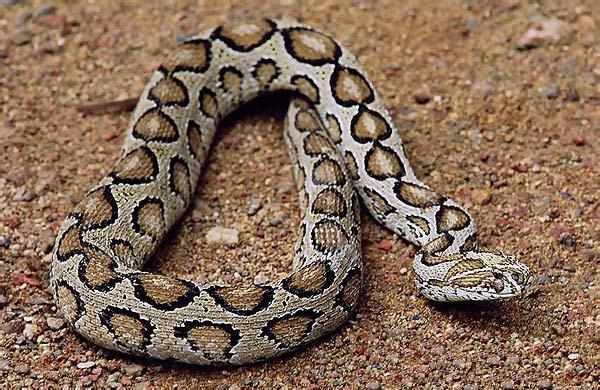 在山里被毒蛇咬了怎么处理,被毒蛇咬了最有效的自救方法