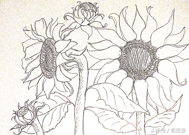 初学者画向日葵的详细教程,向日葵绘画教程简单易学