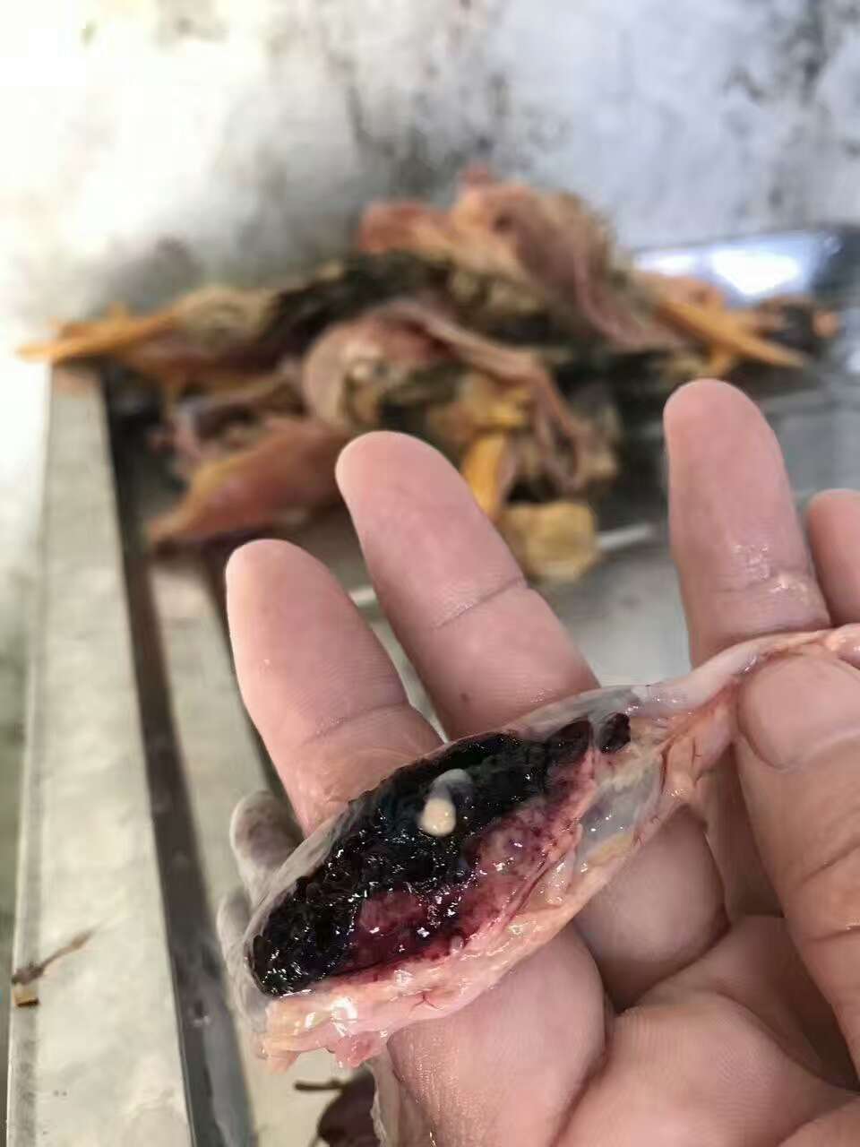 鸡小肠球虫病和盲肠球虫病的区别,鸡的盲肠球虫是什么症状