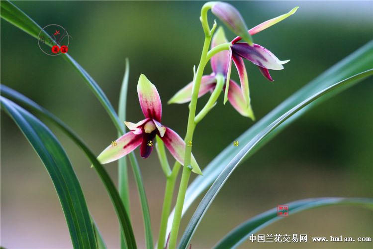 精美四季兰赤诚峨眉晨光花开2017！请欣赏！