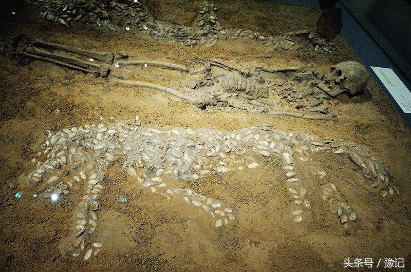 古中华虎从河南走向世界，今天的河南还有野生虎吗？