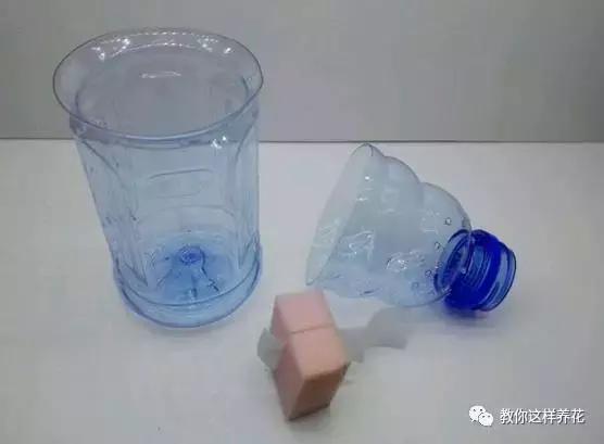 海棠到冬天叶片都掉光了,海棠到夏天就落叶