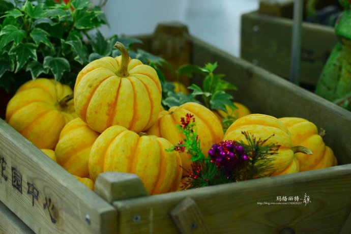 植物美图笔记~各种瓜（葫芦科植物）