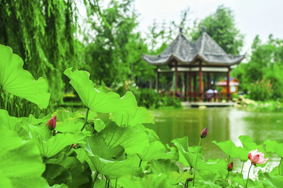 金姑娘昌吉,金姑娘牡丹