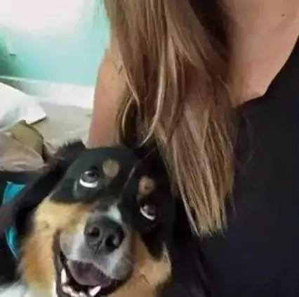 我居然开始羡慕一只狗了……