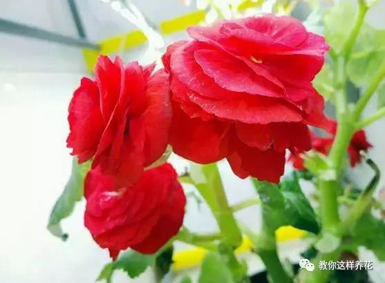 海棠到冬天叶片都掉光了,海棠到夏天就落叶