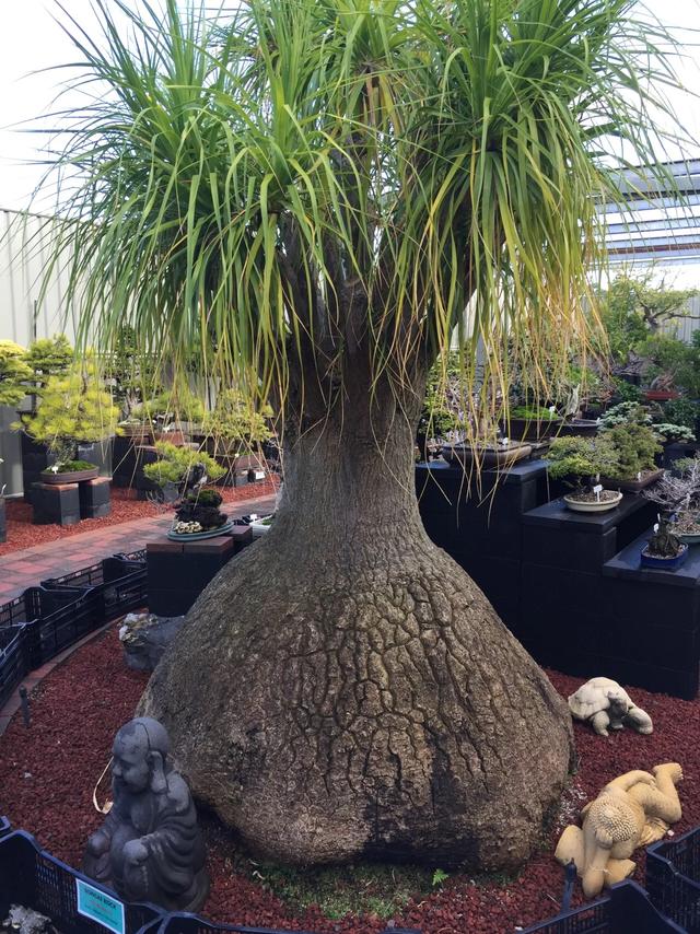 多肉植物澳大利亚墨尔本,墨尔本多肉