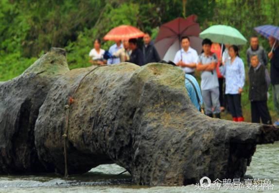 农民自家地里发现天价乌木,河道发现天价乌木