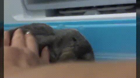 龙猫中暑一般要恢复多久,龙猫中暑解决视频