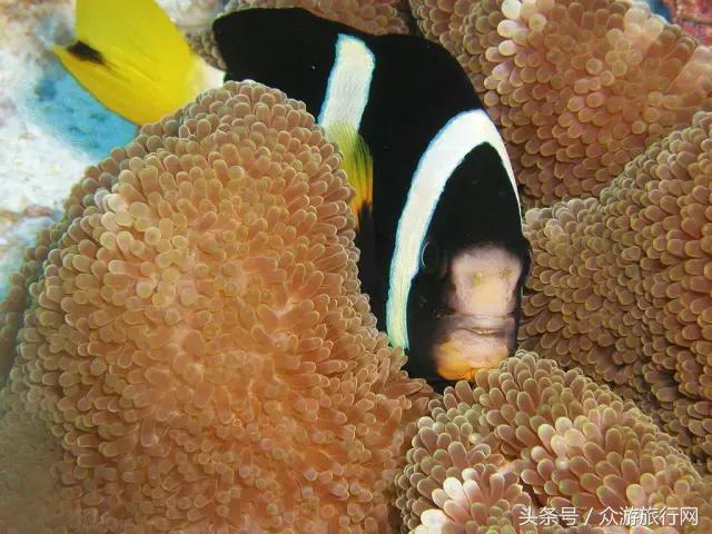 马尔代夫grandpark沙屋水屋,马尔代夫constance酒店