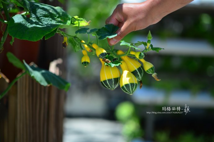 植物美图笔记~各种瓜（葫芦科植物）