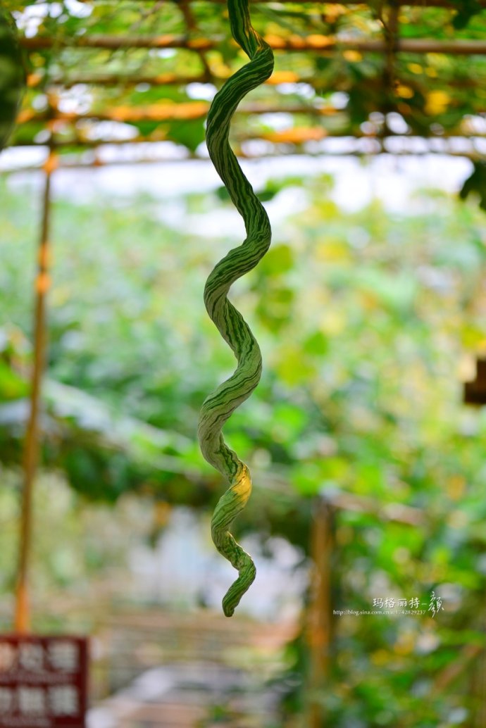 植物美图笔记~各种瓜（葫芦科植物）