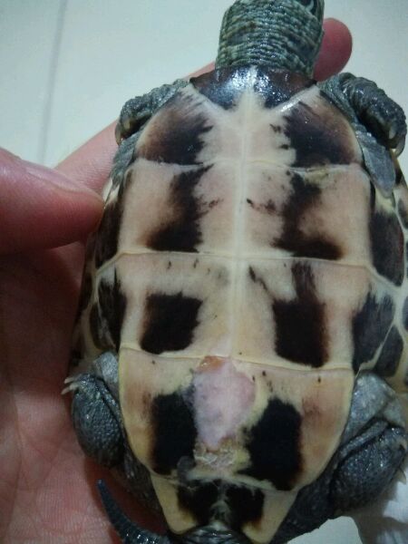 乌龟烂甲怎么治,乌龟常见疾病哪个最严重