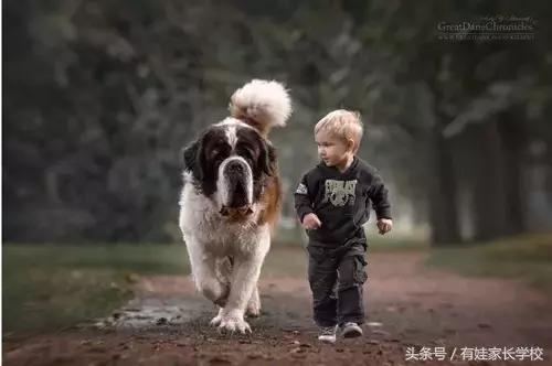 狗狗中暑缓解后还有危险吗,狗狗也会情绪低落吗