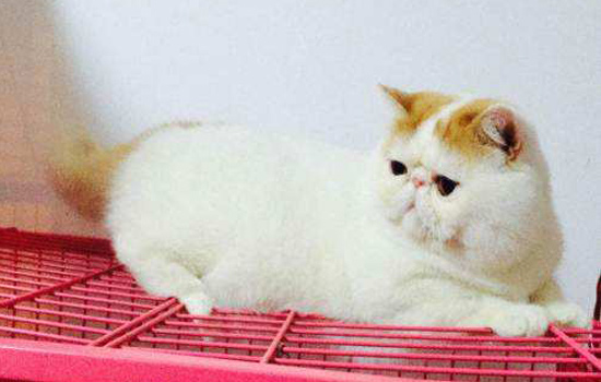 猫咪贫血怎么改善,什么原因会导致猫咪贫血