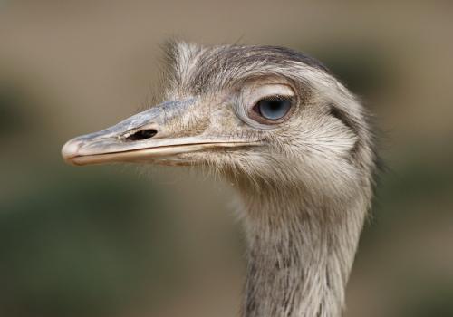 藏医如何治疗眼睑痉挛,字里藏医原文