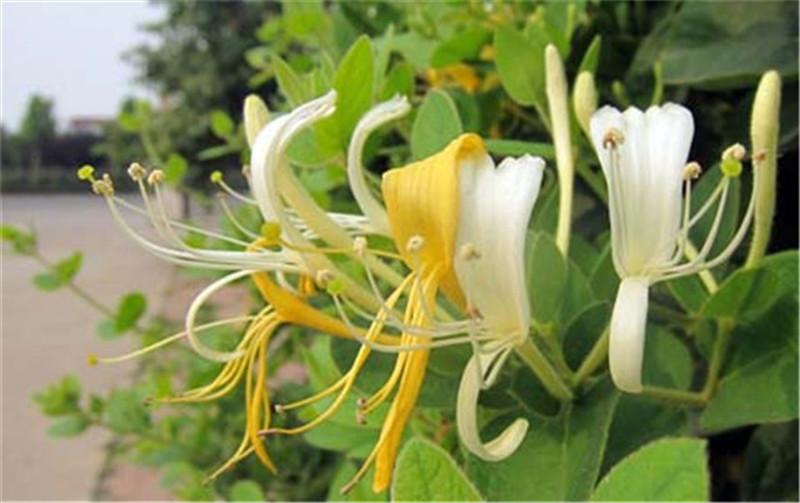 宝宝痱子治疗最好最快最有效,有什么东西能把宝宝痱子快速去掉