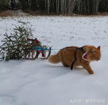 鍙互鎷夐洩姗囩殑鐚挭,浼氭媺闆﹪鐨勭尗