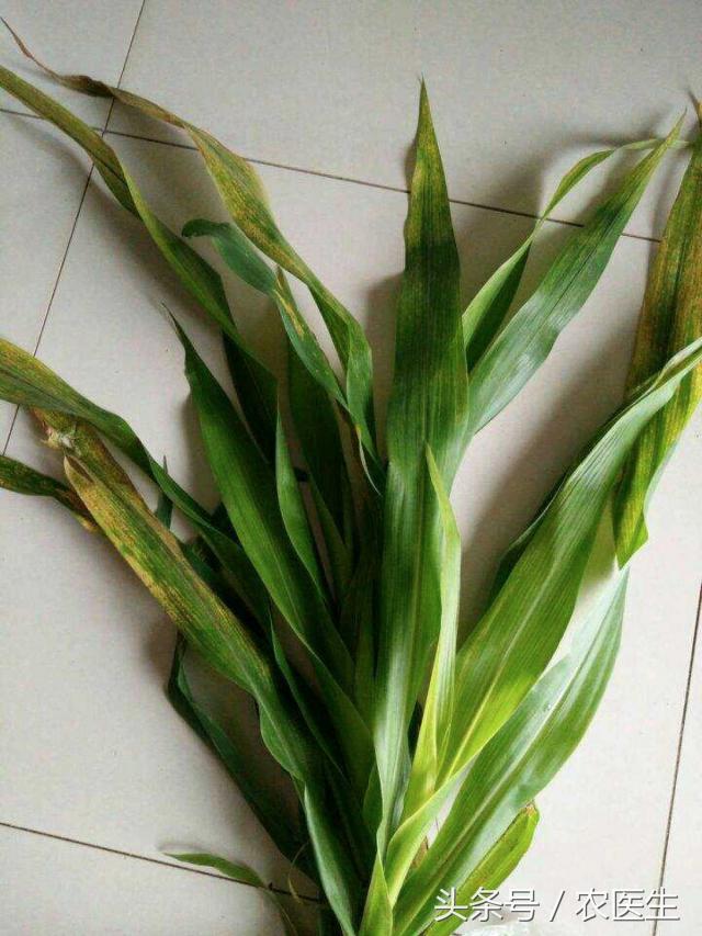 玉米穗下叶子发黄减产吗,玉米叶黄怎么回事