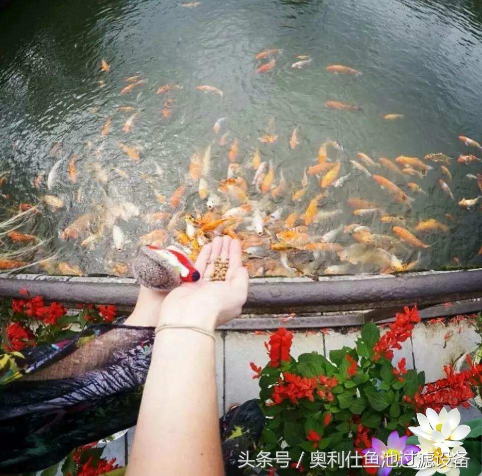 不会撩妹的锦鲤，不是一条好锦鲤！