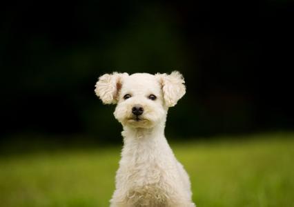 巧克力葡萄还有什么狗不能吃,狗不能吃巧克力还不能吃什么食物