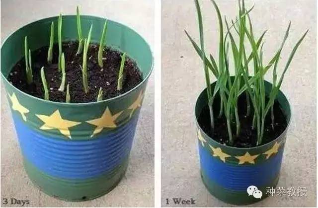 阳台种菜的土没有营养了怎么办,种子种菜阳台教程