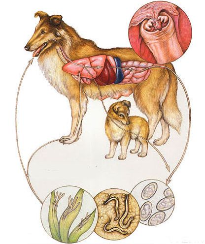 宠物狗常见疾病与防治方法,小狗常见的病害