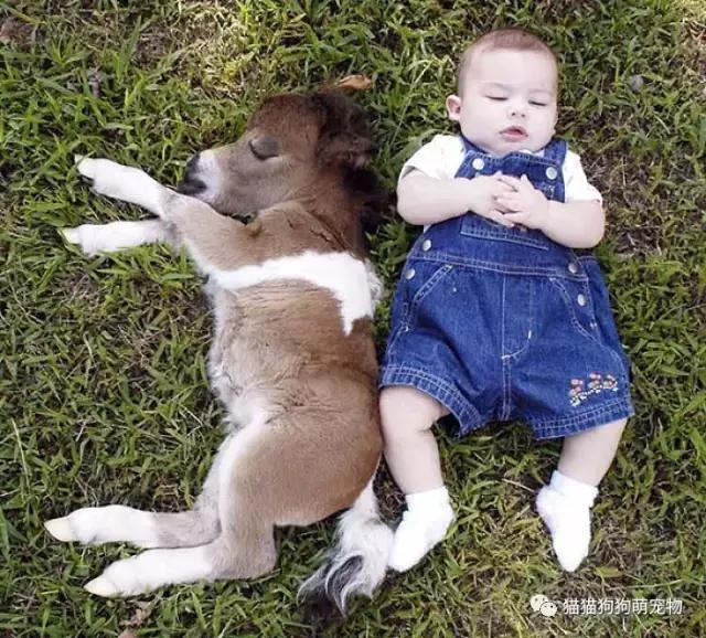 微型迷你小矮马,迷你马可爱的视频