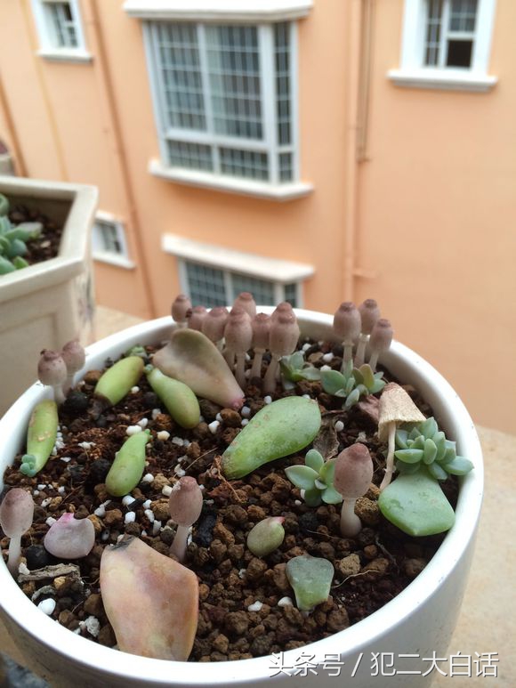 多肉植物里长蘑菇,100种神奇的多肉植物