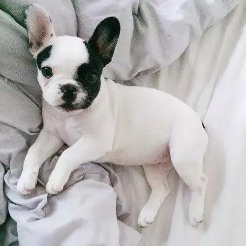 一梦谈狗：听说你喜欢法国斗牛犬，那你了解它么？