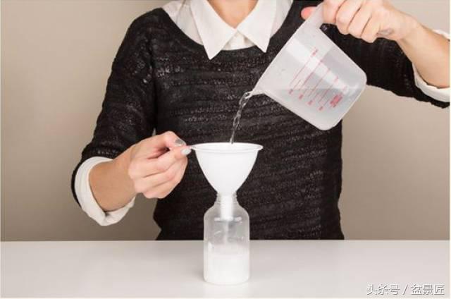 夏天招蚊子的绿植,绿植除虫小妙招