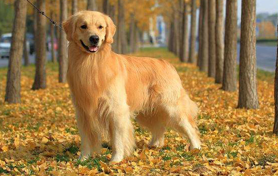 狗狗手术后会得躁郁症吗,狗狗手术后会因为疼呼吸急促吗