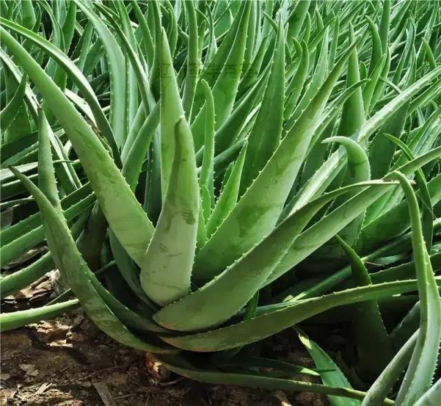 如何在家自制芦荟面膜,生活小妙招用芦荟胶做面膜