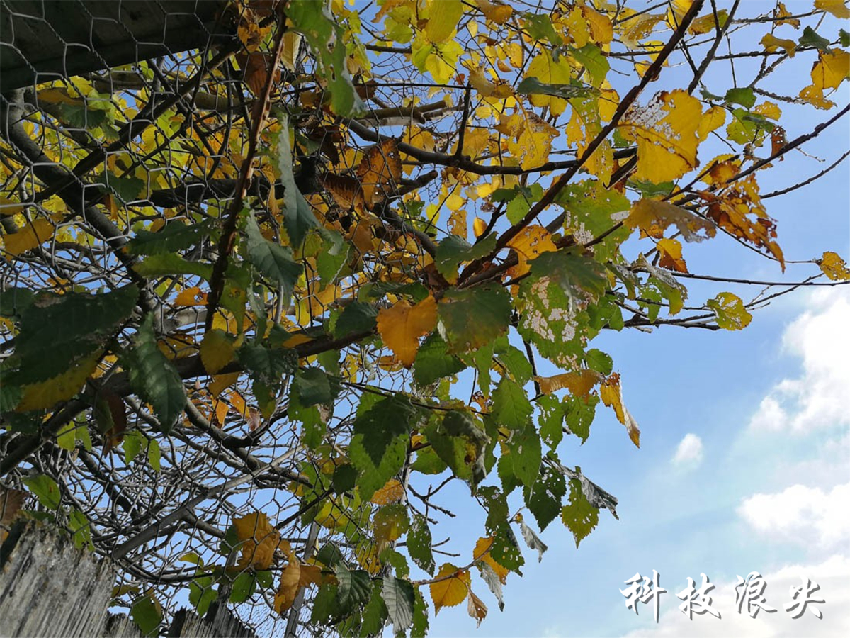 2019年入手华为p10怎么样,华为p10评测拆解