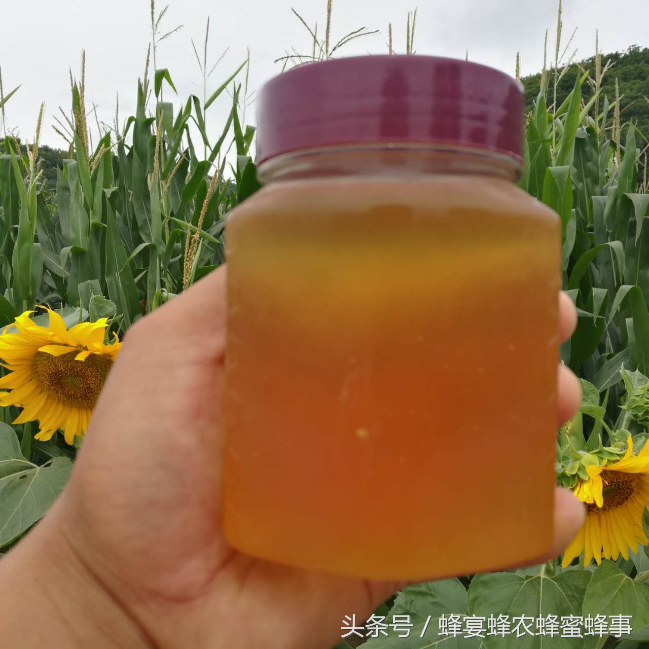 蜂蜜你不知道的5个妙处,蜂蜜你意想不到的功效