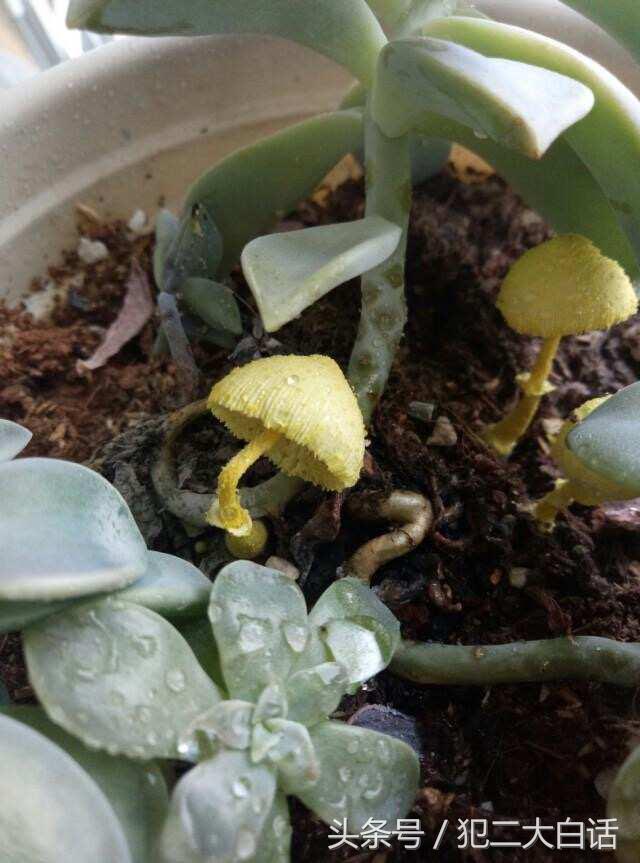 多肉植物里长蘑菇,100种神奇的多肉植物
