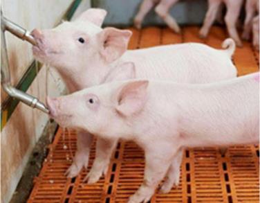 家猪生病怎么办,梦见自家养的猪生病了