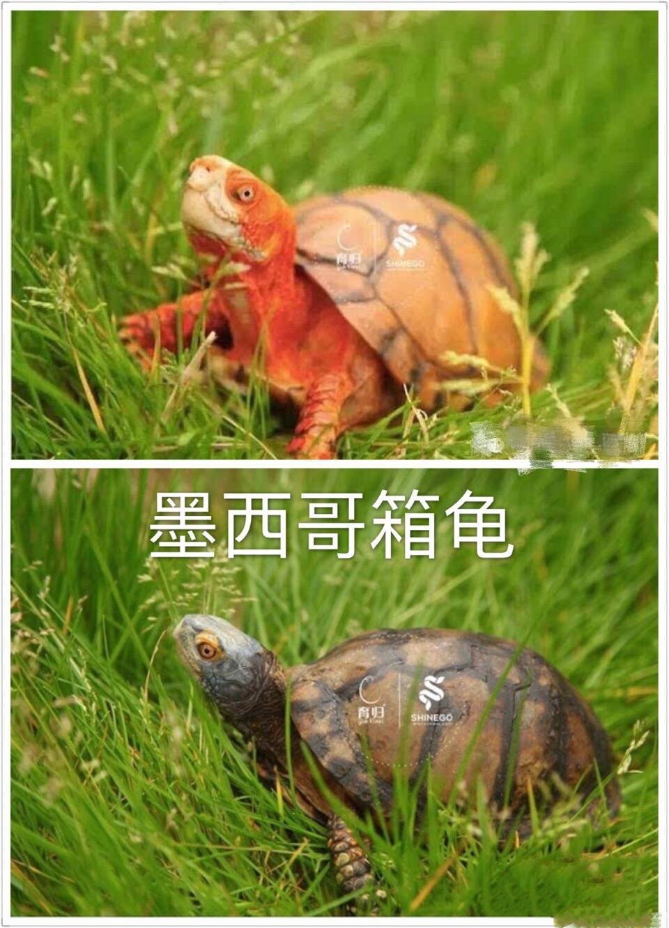 箱龟怎么区分品种,箱龟种类大全