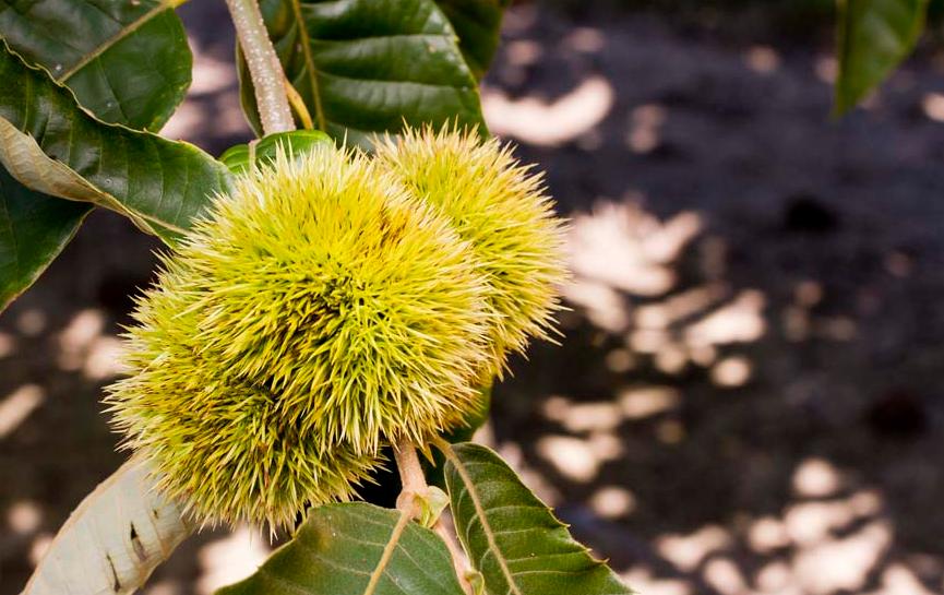 美国农民挣钱,美国农民种树