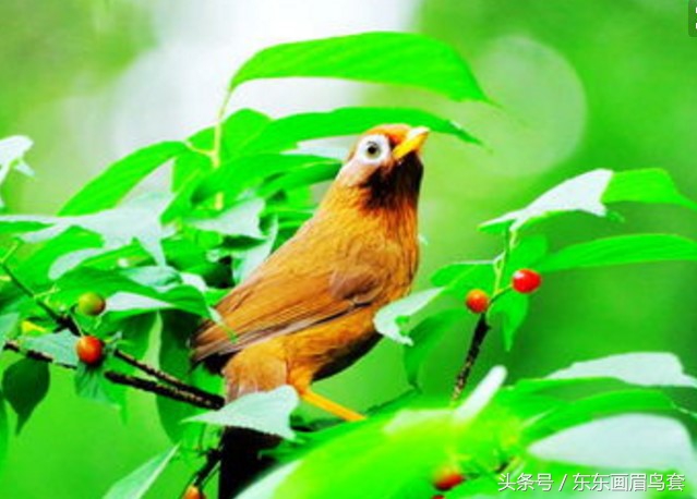 画眉鸟换毛期间可以洗澡吗,画眉鸟换毛期喂什么料最好