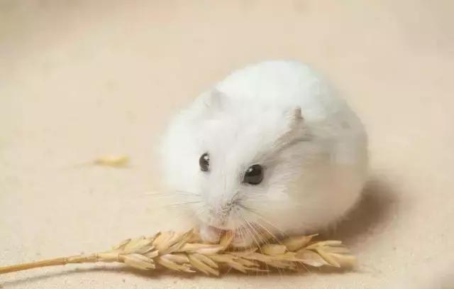 仓鼠在教室里怎么养,仓鼠隧道仓鼠会咬人吗